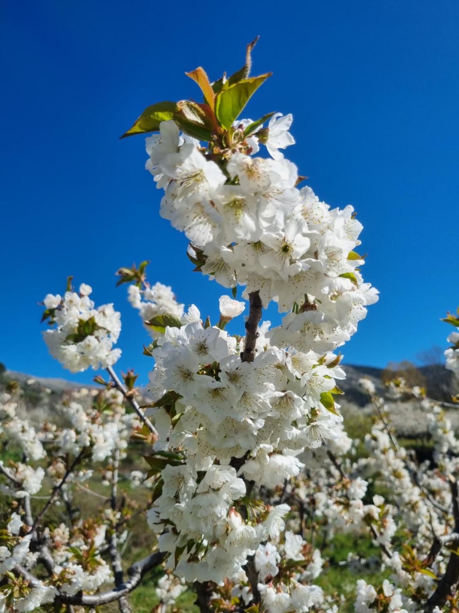 La Albarea By #Cherrygredos 엘아레날 외부 사진